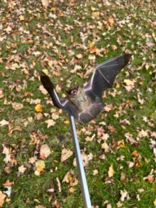 Animal Removal St John